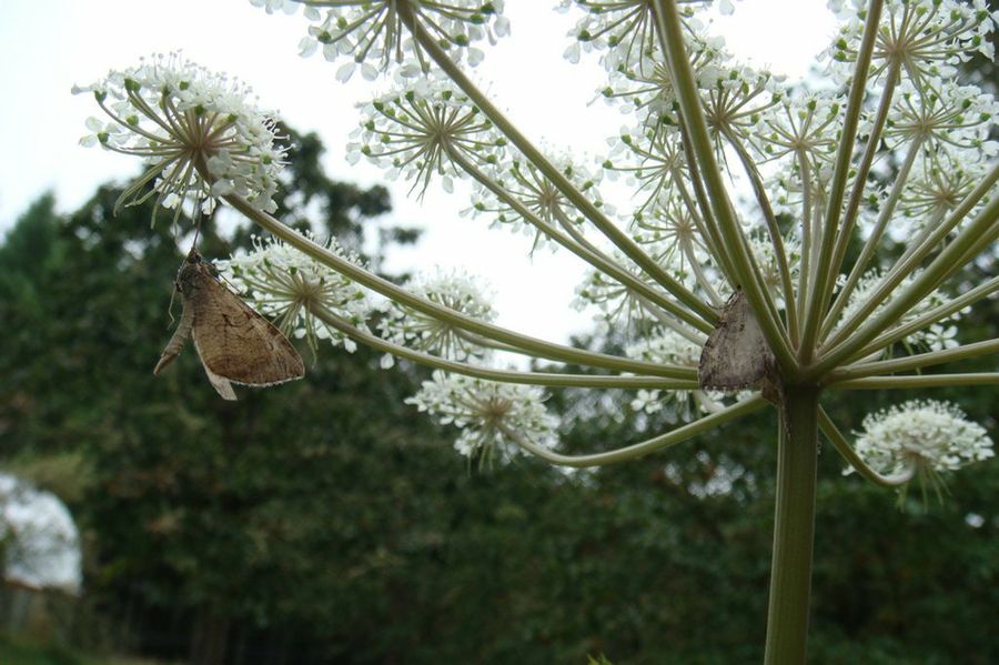 Angelica sinensis