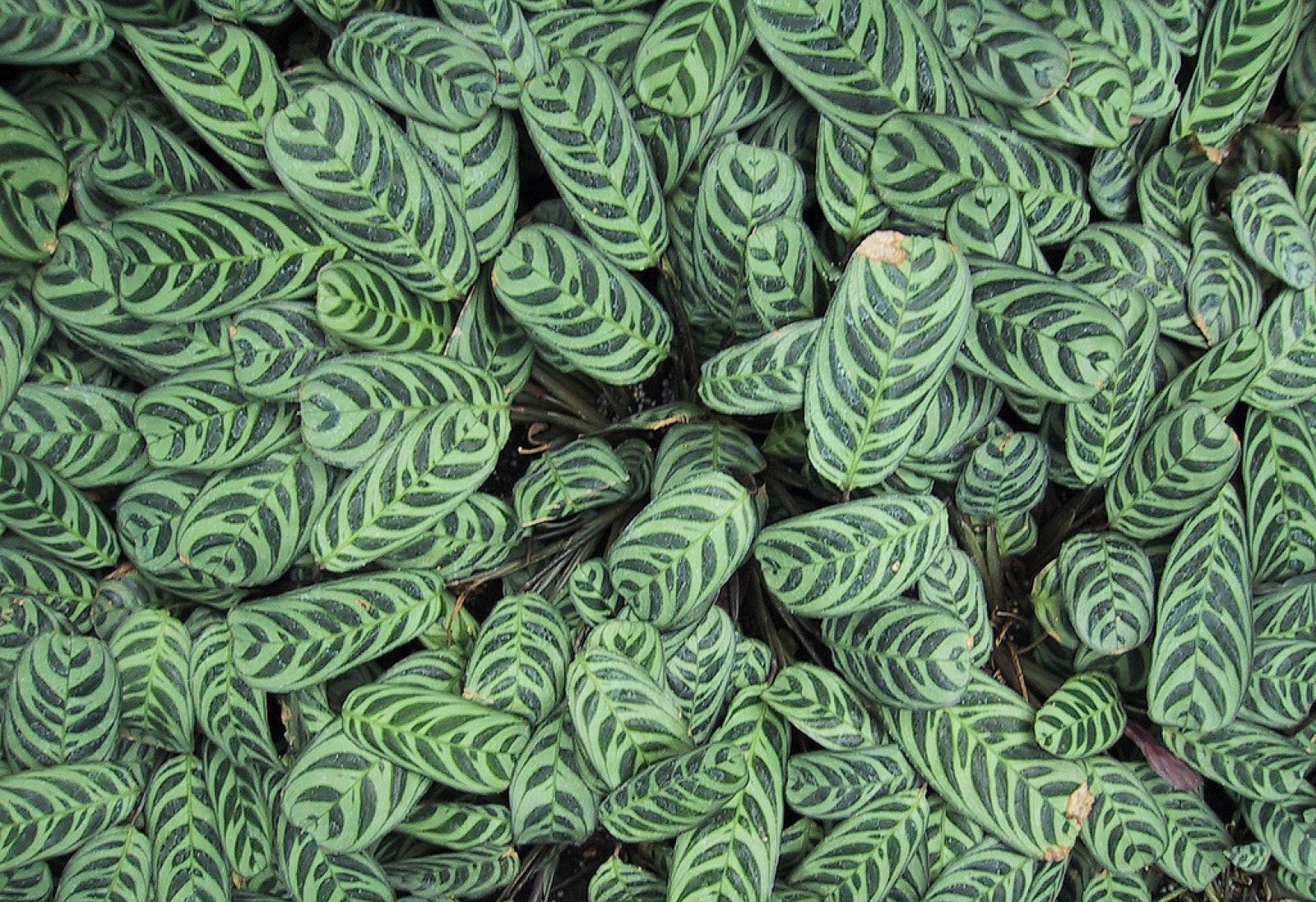 Calathea