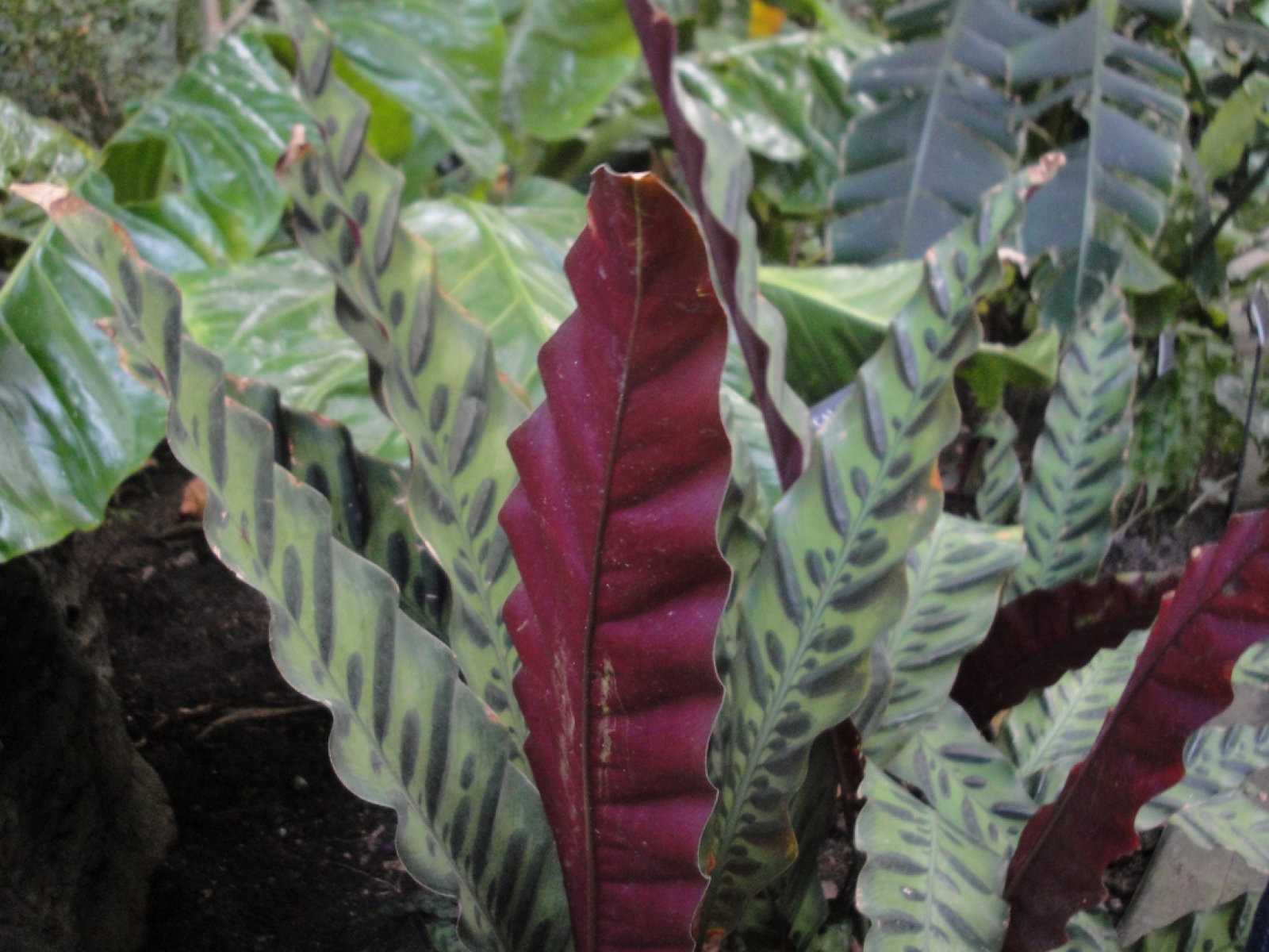 Calathea