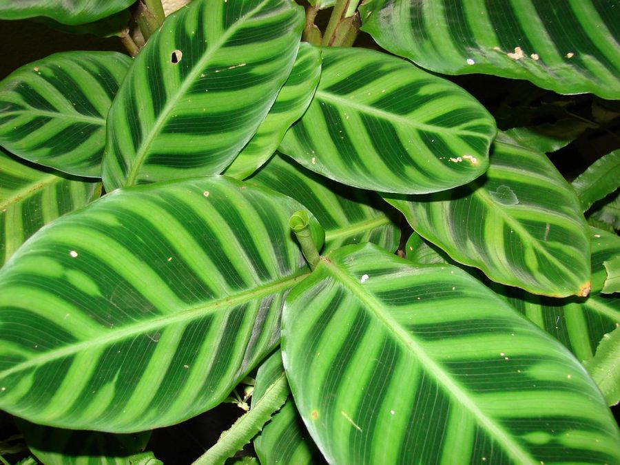 Calathea