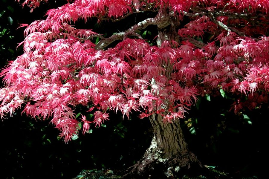 Árboles de jardín | Plantas