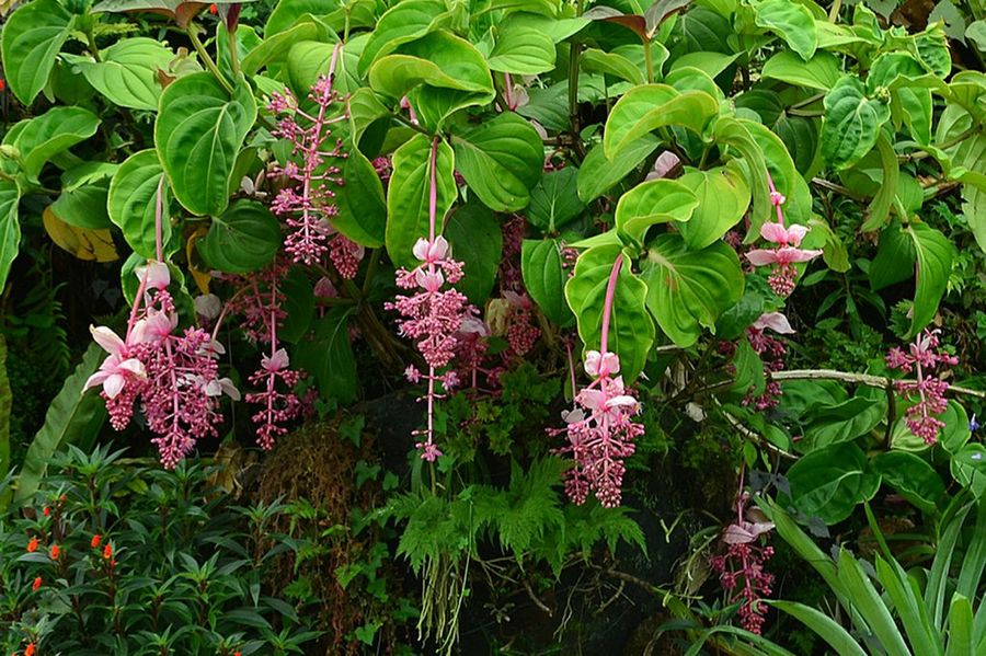 Medinilla