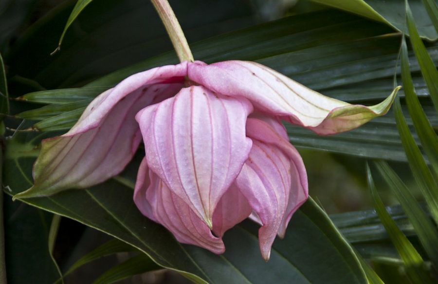 Medinilla