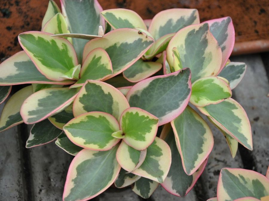 Peperomia