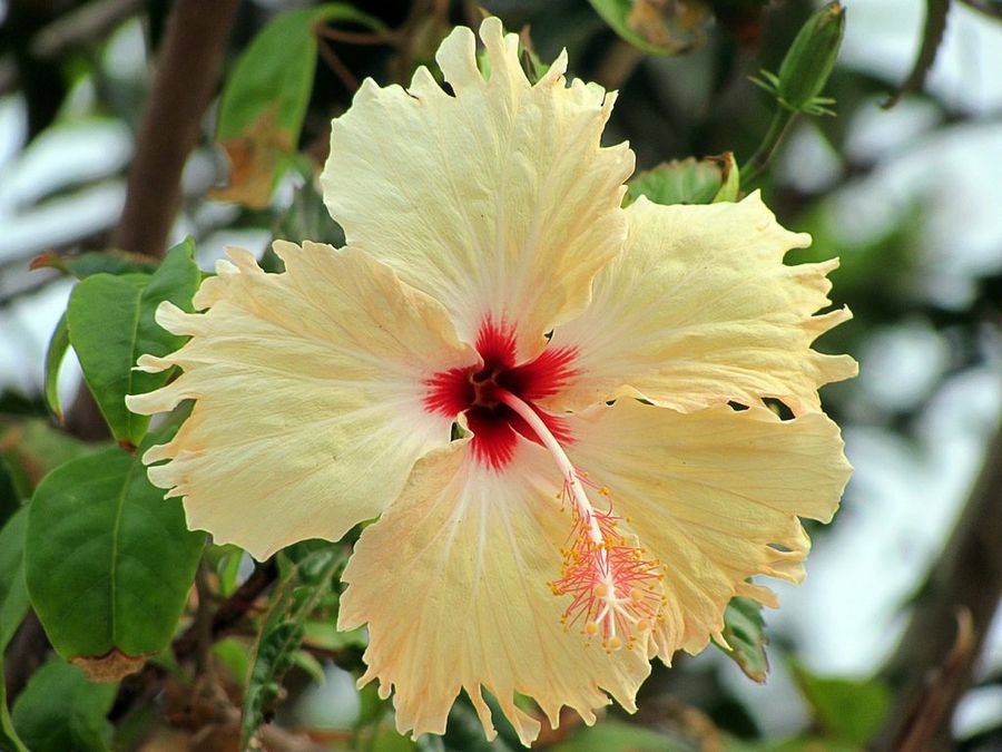 Hibisco
