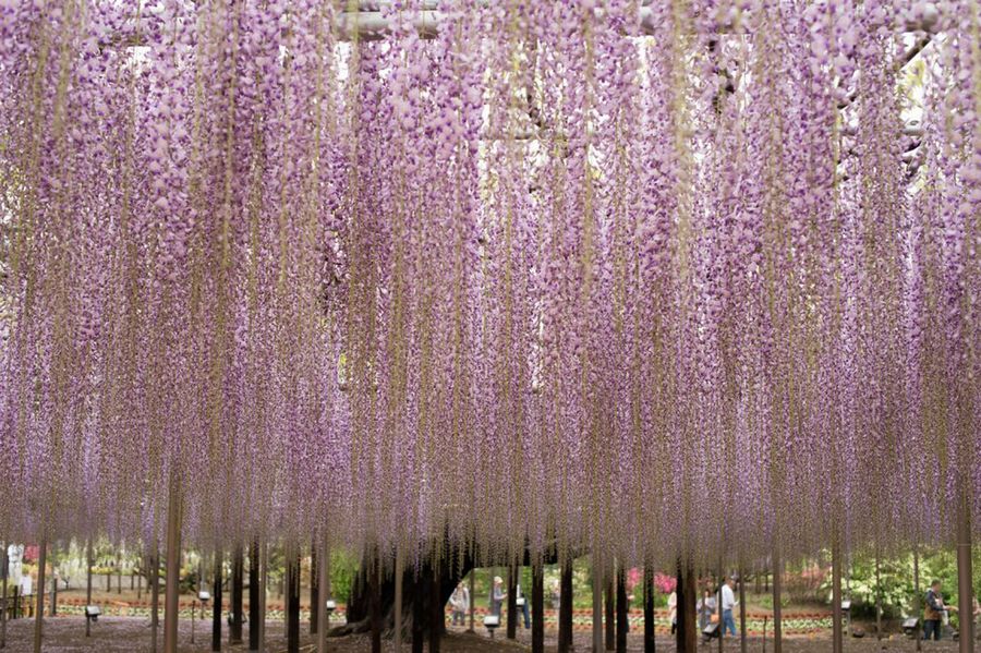 Wisteria