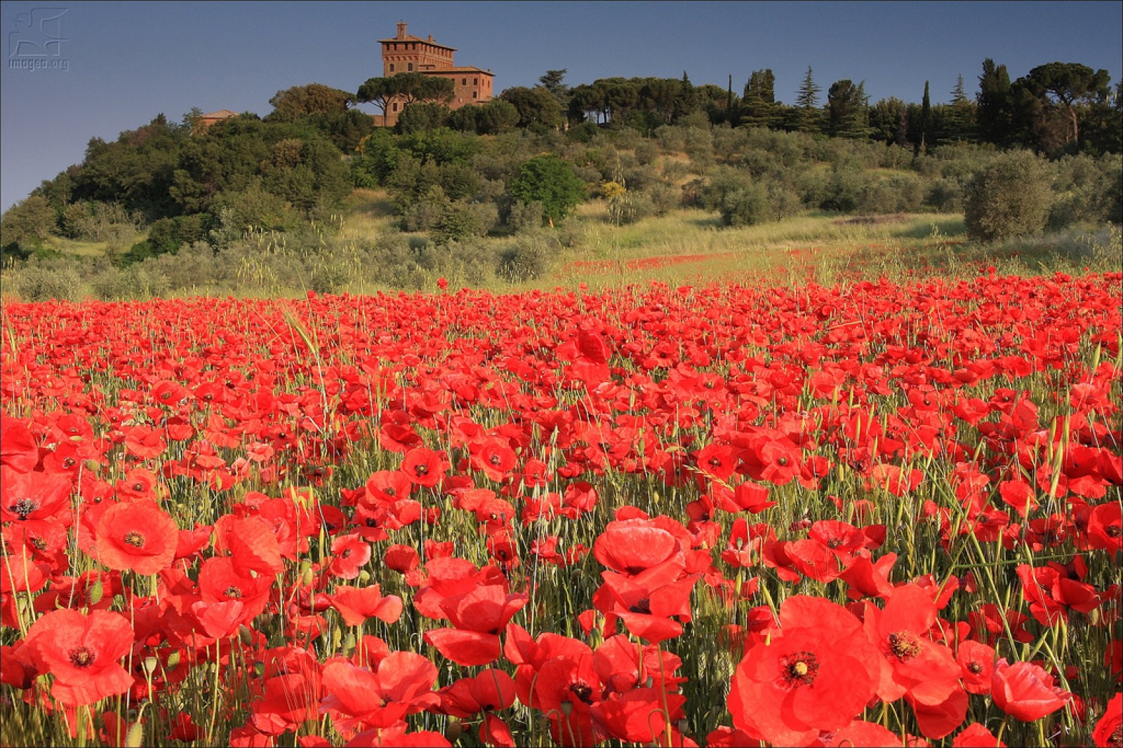 Papaver