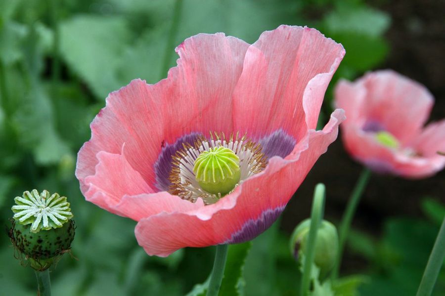 Papaver