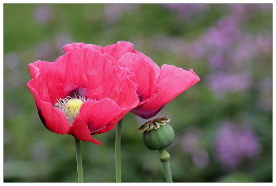 Papaver
