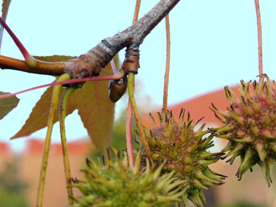 Liquidambar styraciflua