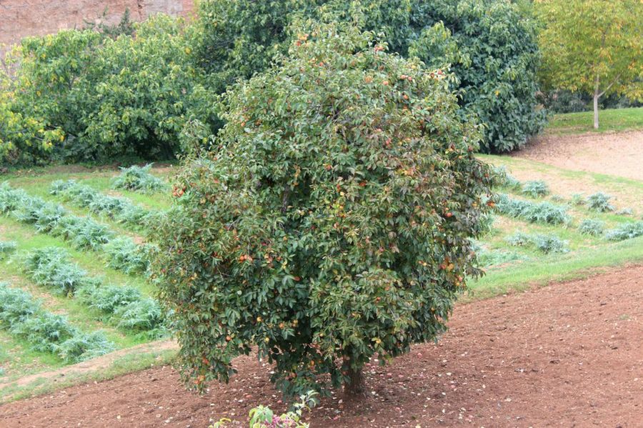 El Granado características principales Plantas