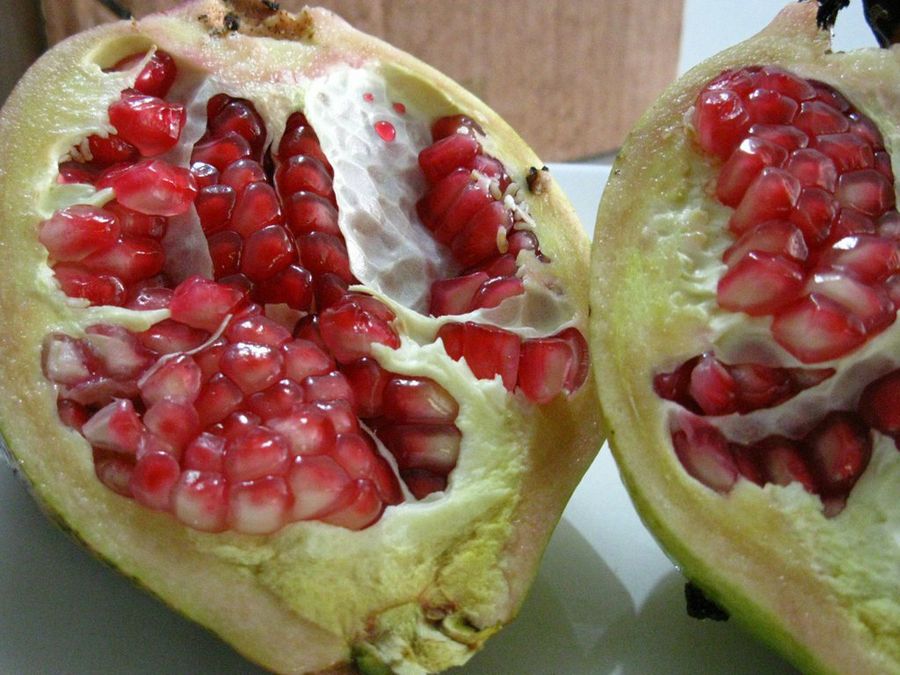 Punica granatum
