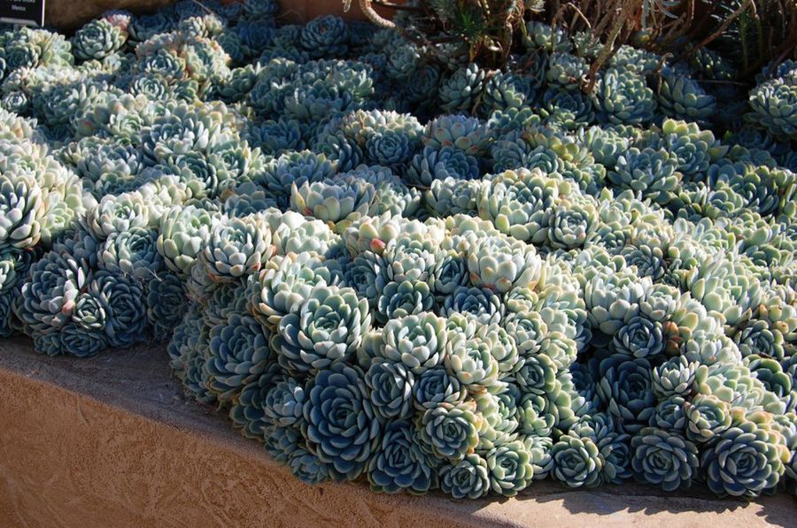 Echeveria elegans