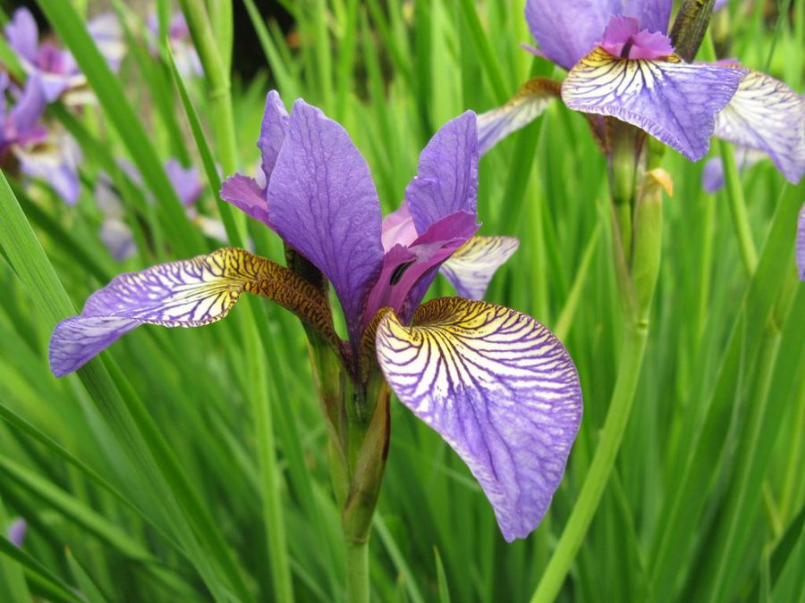 El iris tips y recomendaciones plantas