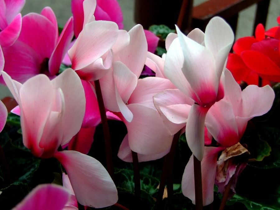 Cyclamen