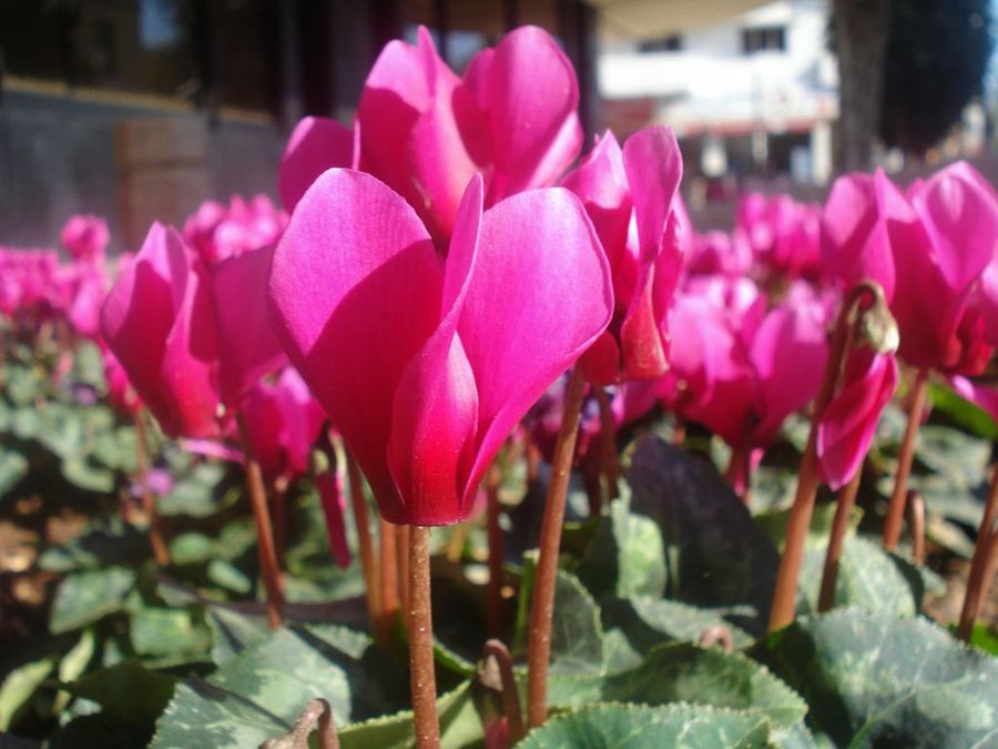 Cyclamen
