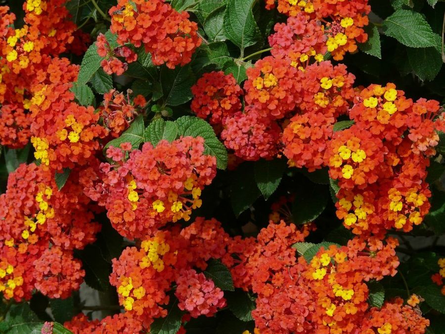Lantana