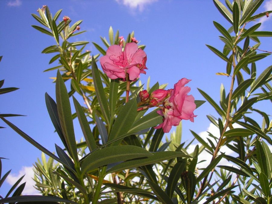 Nerium Oleander