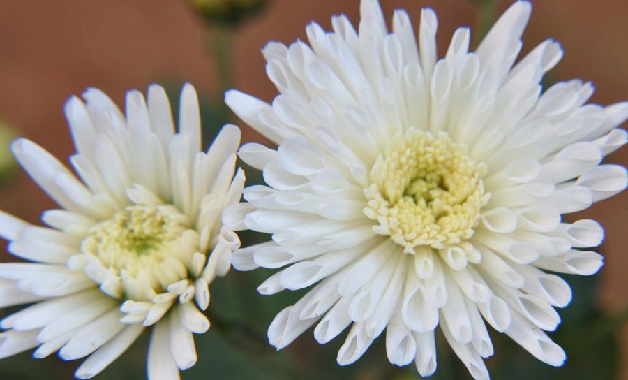 El aclaramiento Crisantemo en miniatura 9 Casa de Muñecas de planta de flores de colores surtidos M31 