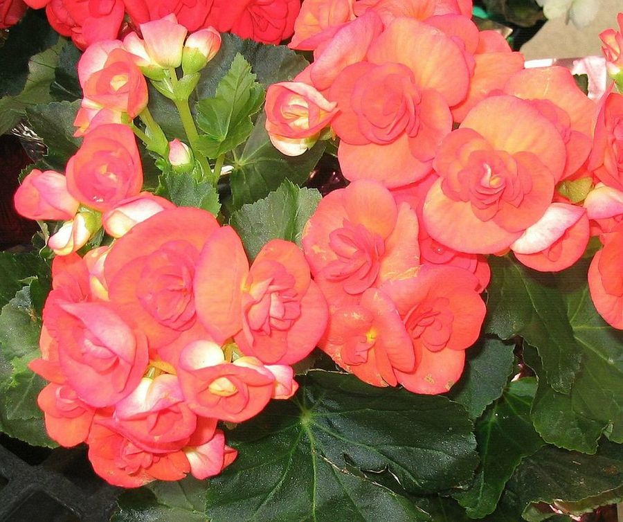 Begonia elatior