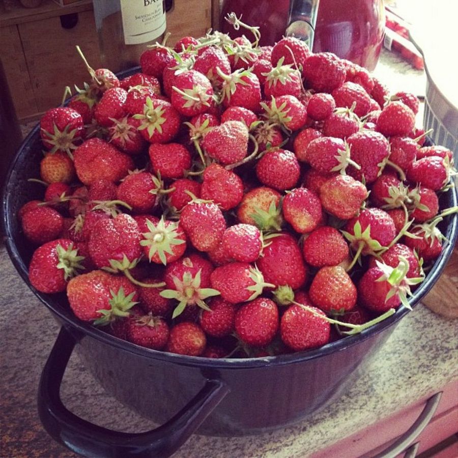 Fresas
