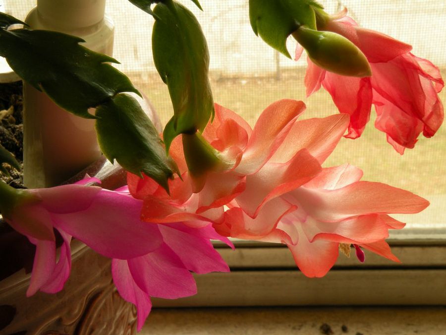 zygocactus truncatus