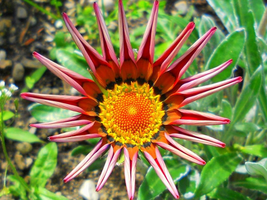 Gazania rigens