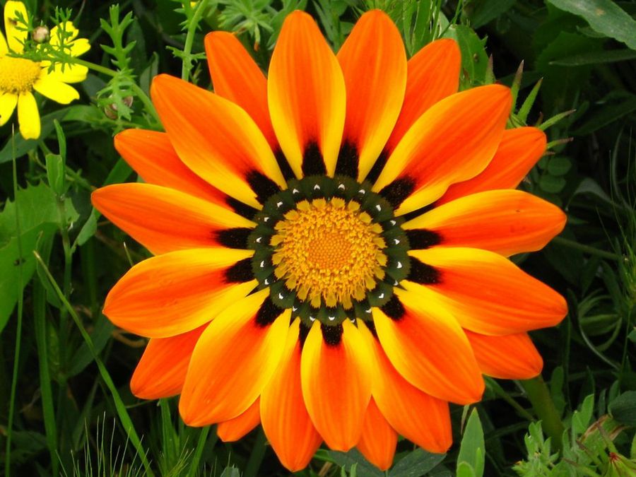 Gazania