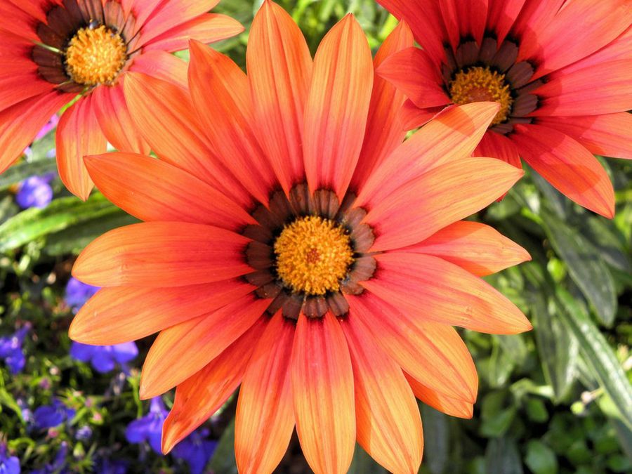 Gazania