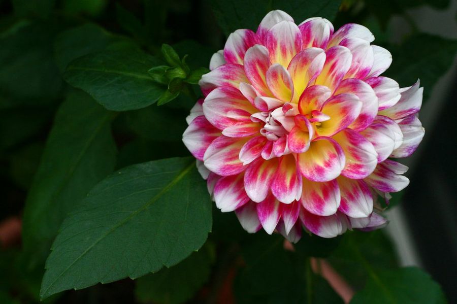 Dahlia