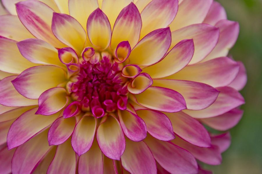 Dahlia
