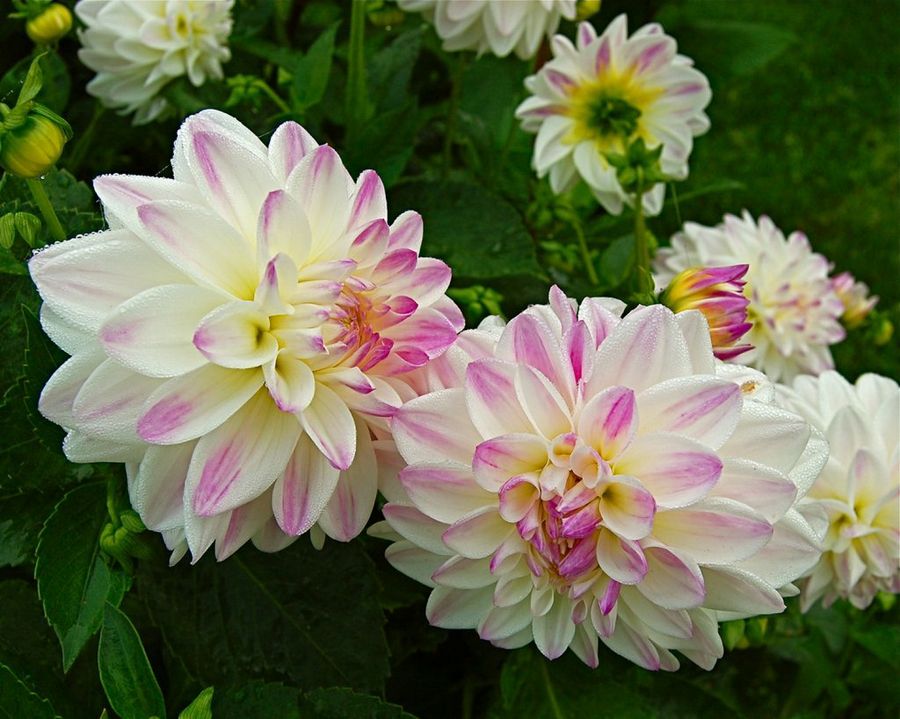 Dahlia