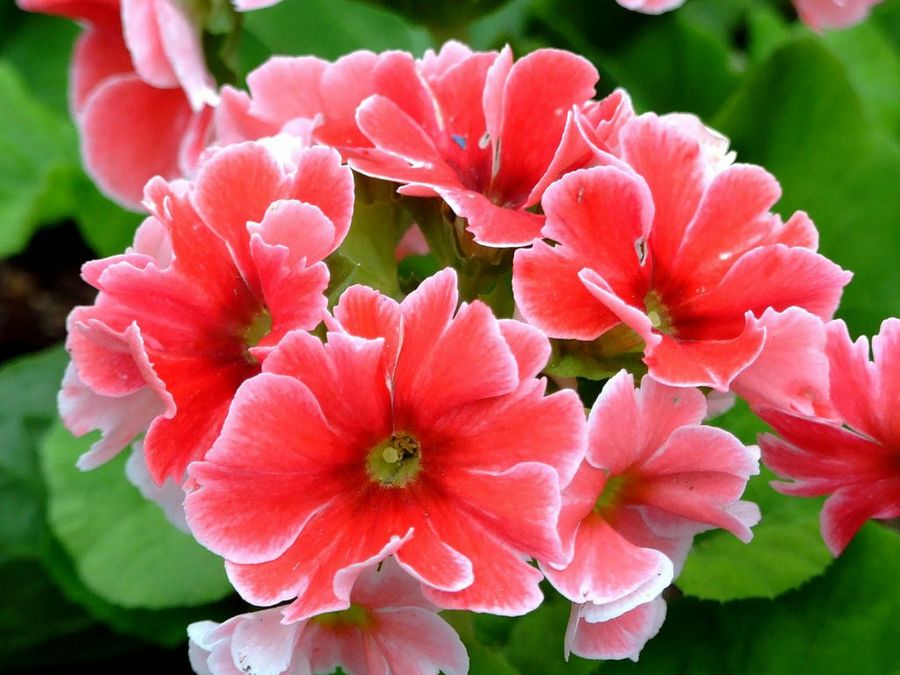 Primula