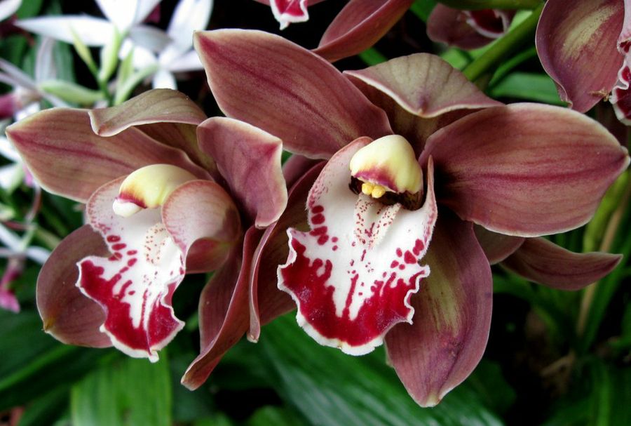 Cymbidium