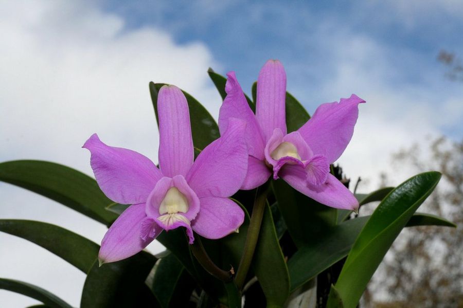 Cattleya