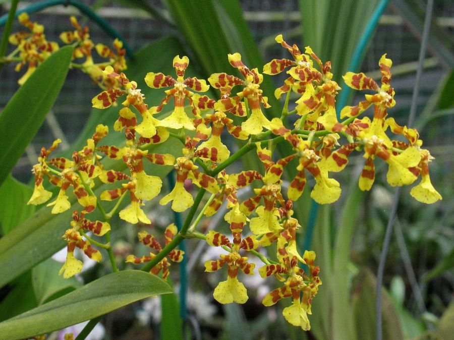 Oncidium