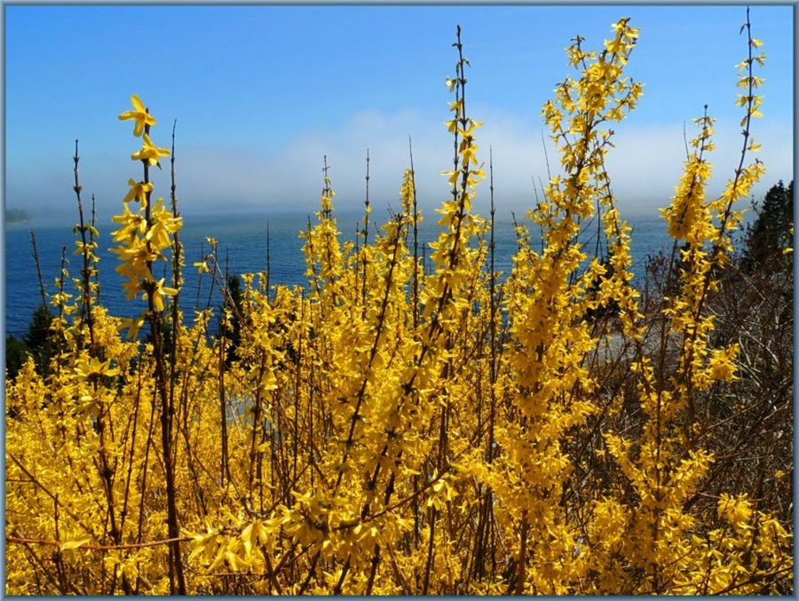 Forsythia