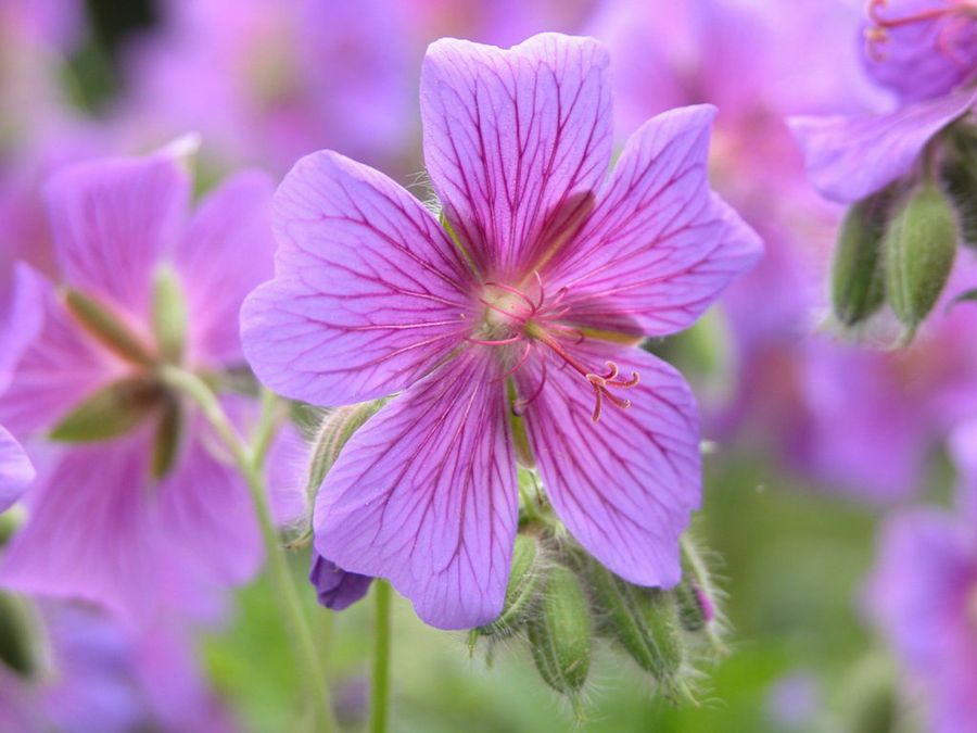 Geranium platypetalum
