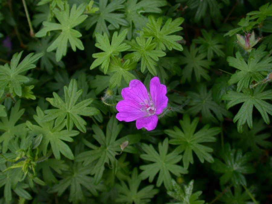 Geranium sanguineum