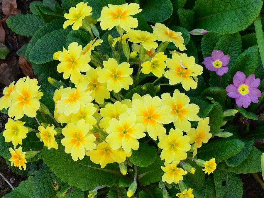 Primula spp