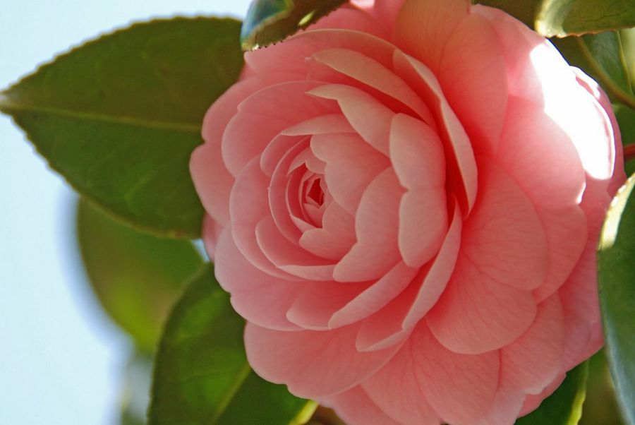 Camellia
