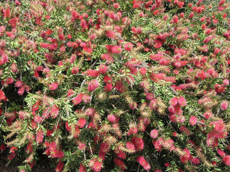 Callistemon