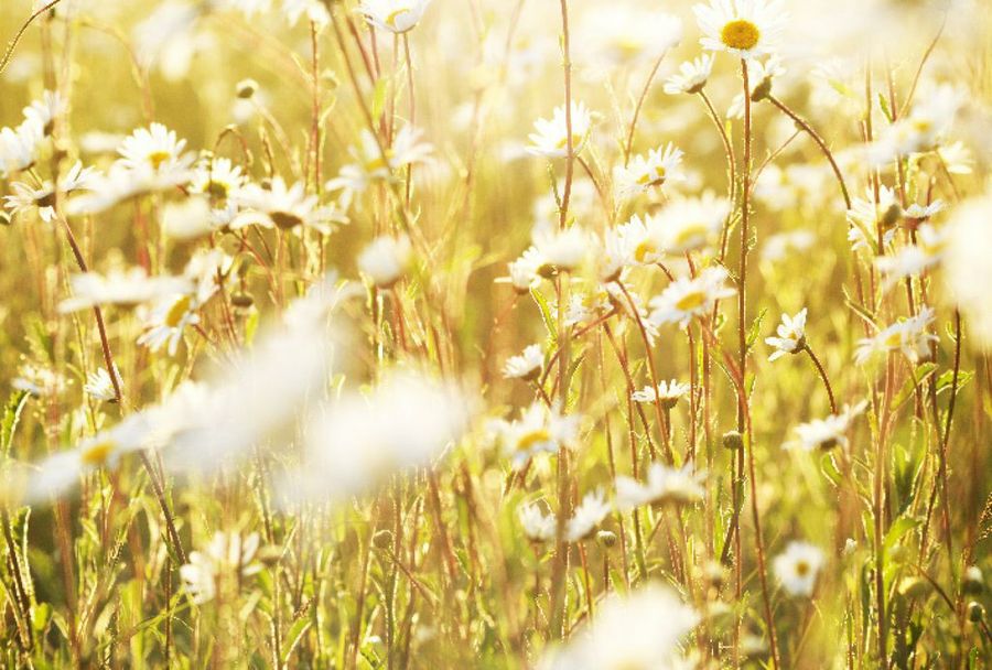  Leucanthemum vulgare
