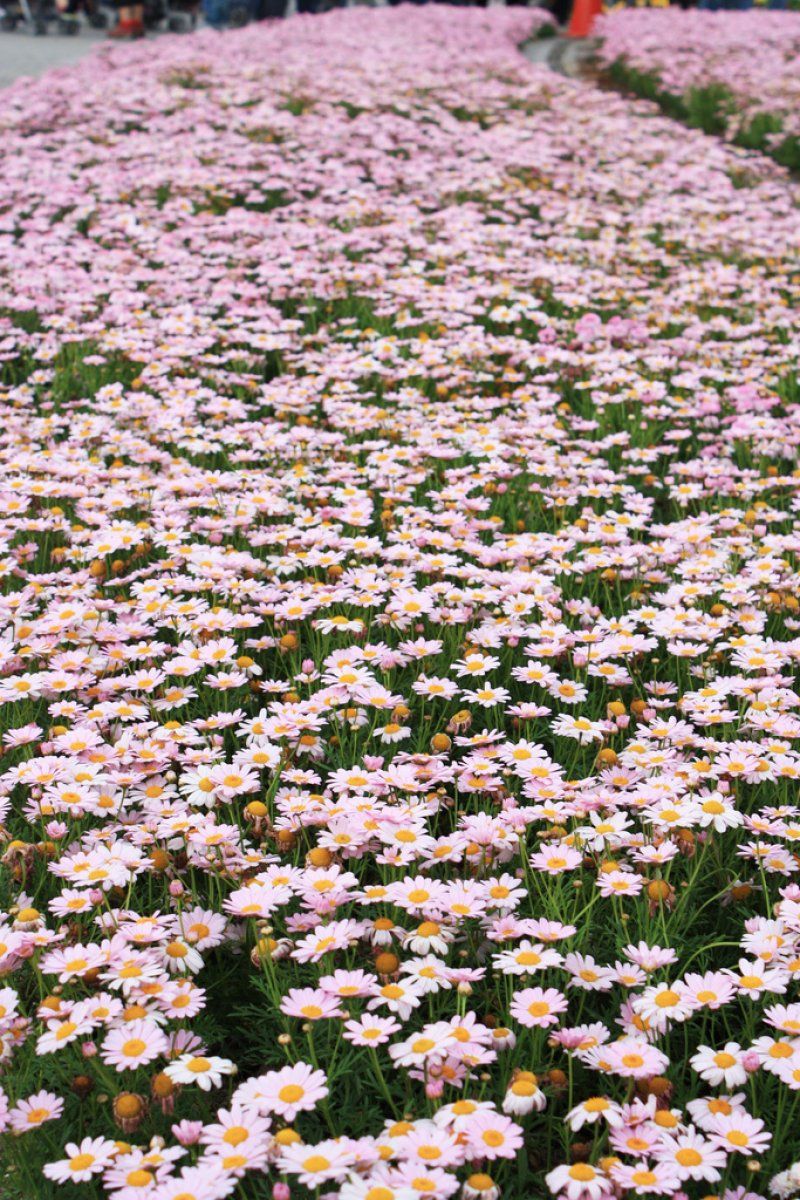 Chrysanthemum frutescens