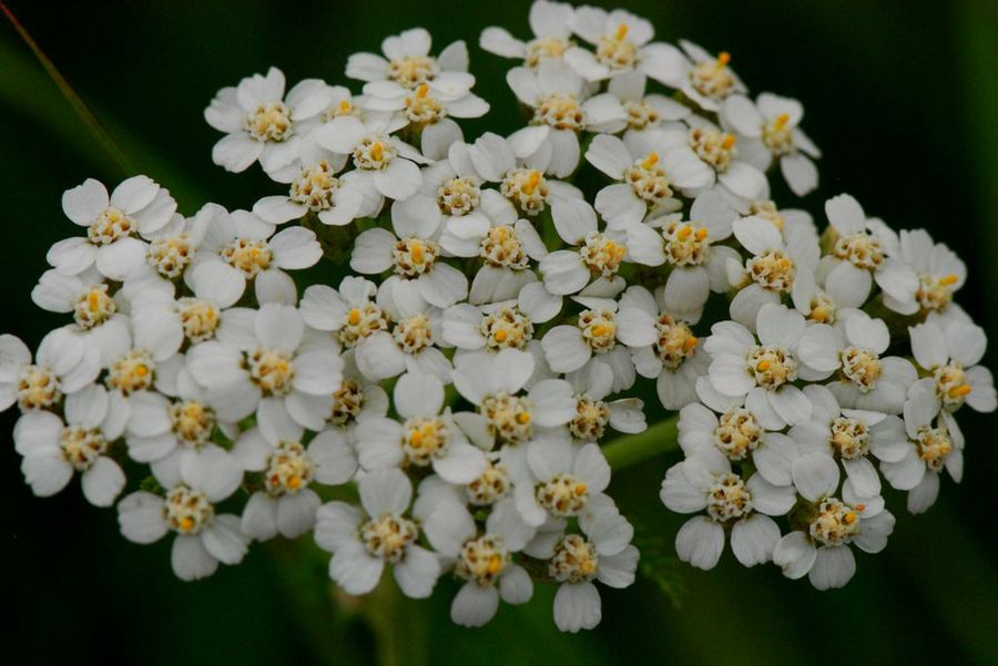 Achillea millefolium