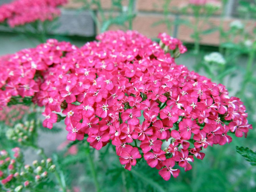 Achillea millefolium