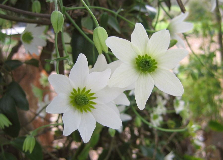 Clematis 