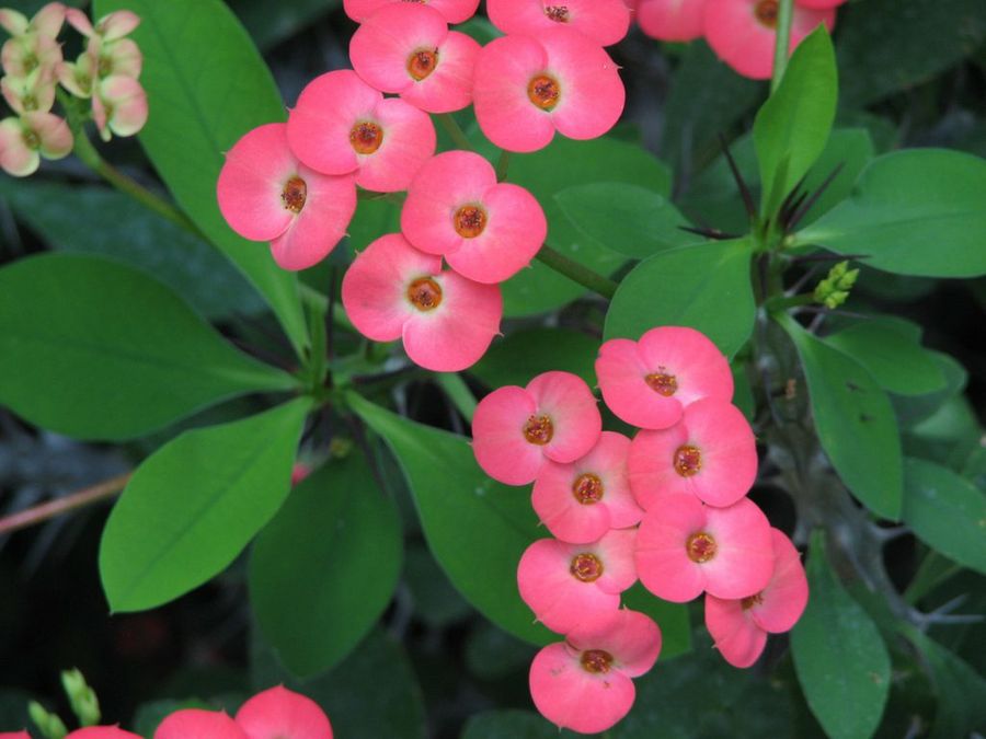 euphorbia milii
