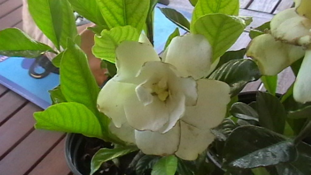 Ficha de la Gardenia jasminoides | Plantas