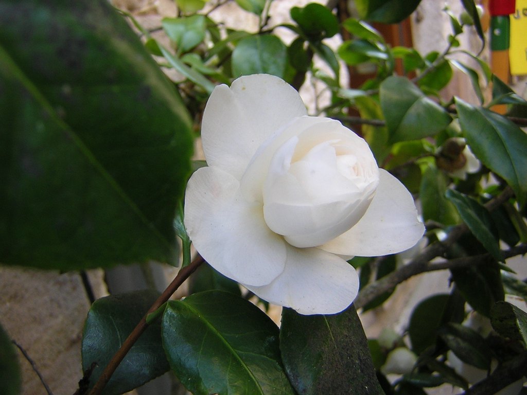 Ficha de la camelia | Plantas